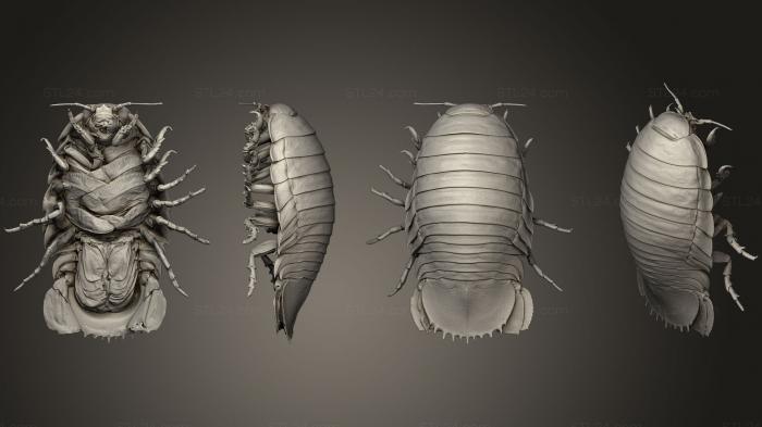 Insects (Giant Isopod, INSCT_0010) 3D models for cnc